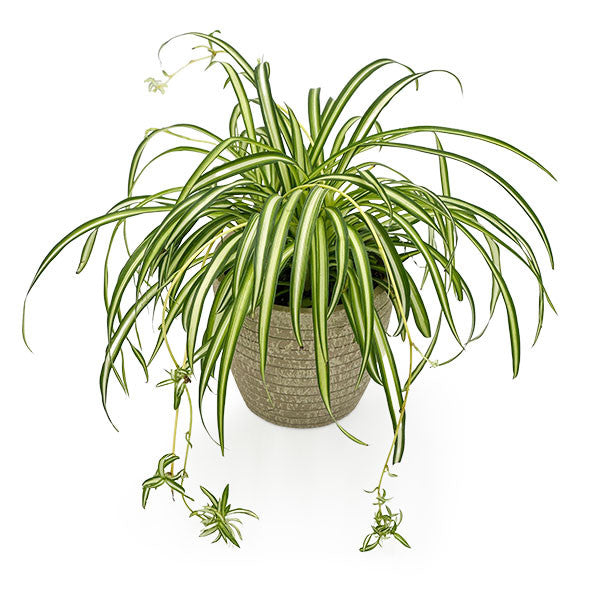 Spider Plant