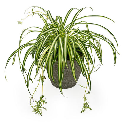 Spider Plant