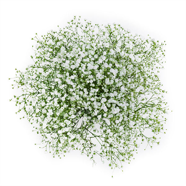 Delight your senses with this vivacious but delicate arrangement delivered in a free glass vase. Luxury Baby’s Breath flowers in a bunch.