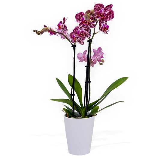 Medium Phalaenopsis Orchid