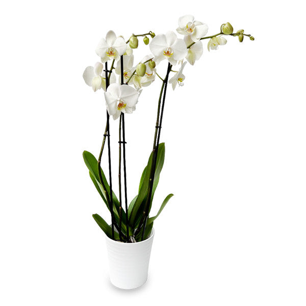 White Orchid Plant