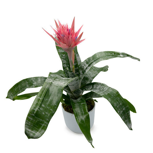 Potted Aechmea Fasciata