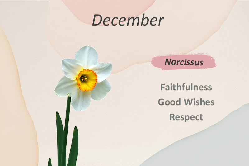 Birth Month Flowers and Their Meanings - Flower Station